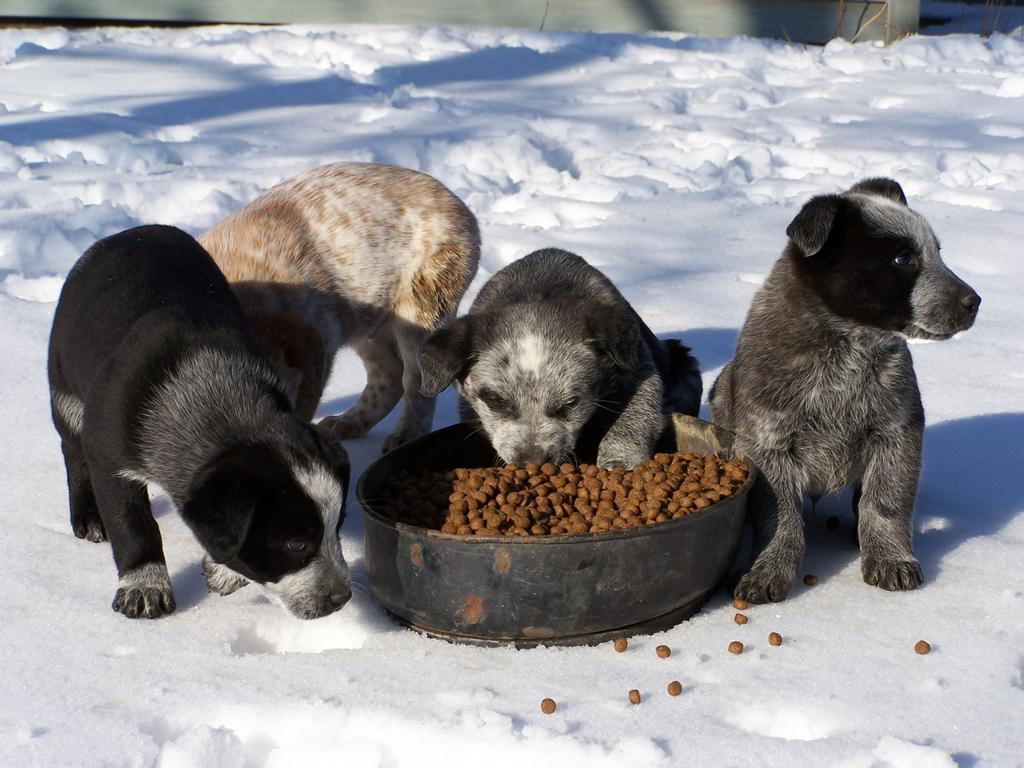 Red Barn Veterinary Clinic & Farmacy PC Oakland NE 68045 4026855202